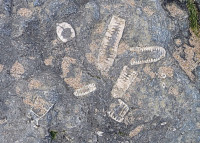 Fossil Hunting at Cocklawburn