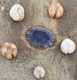 A Pentagon of sea potatoes round a jellyfish 